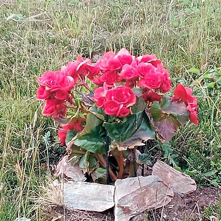 אכסניה Mael Armeno